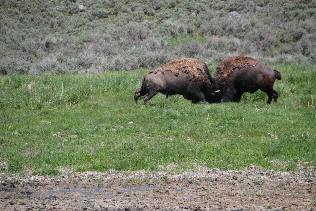 Two bison fighting
