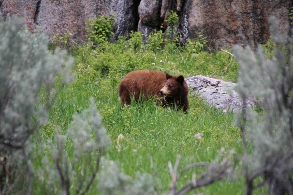 Young grizzly bear