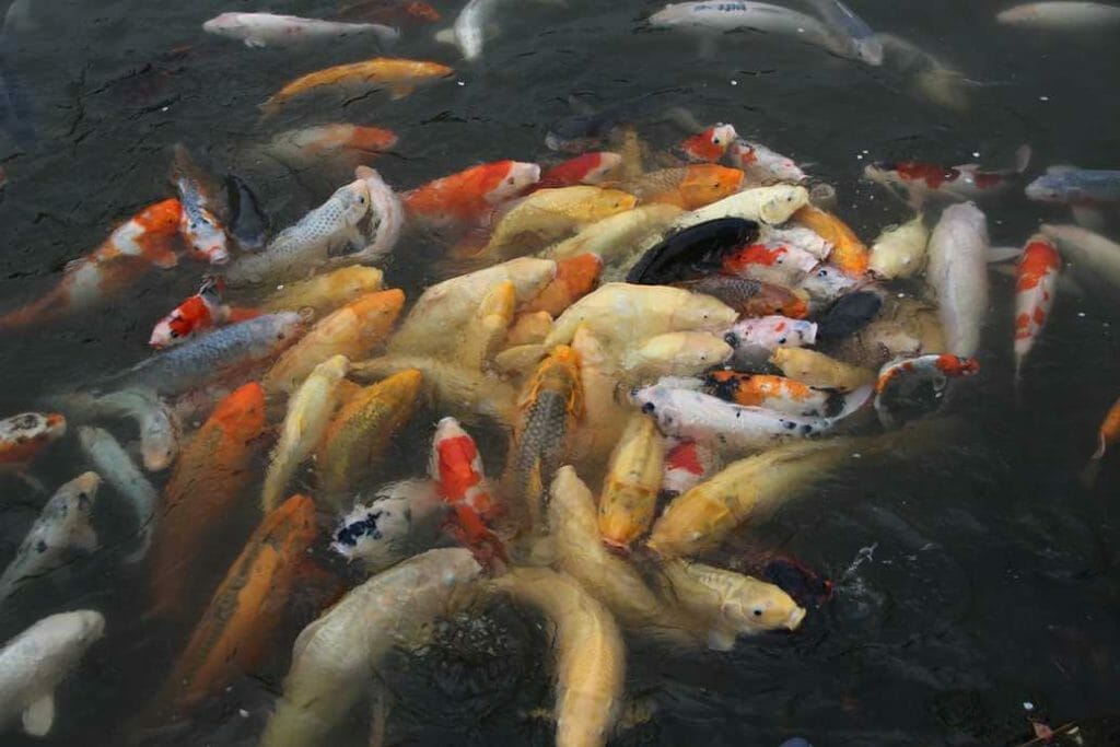 Fish in a feeding frenzy in Japanese garden