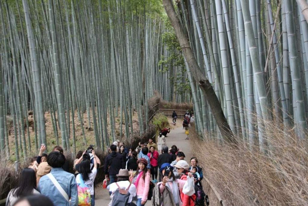 Crowds in the bamboo forest