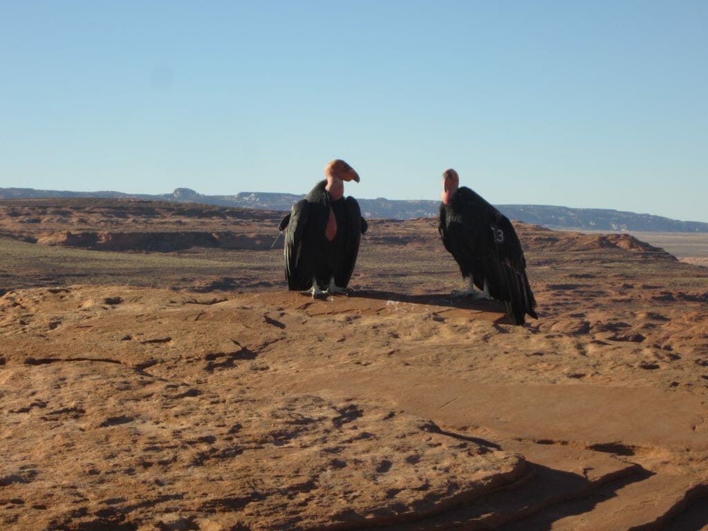 Condors at Horseshoe Bend