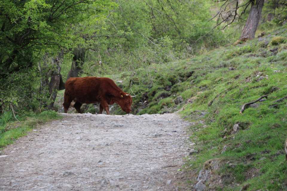 Cow on path at Gummer's How