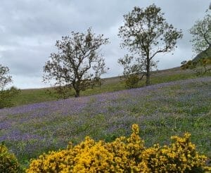 View over bluebell field with gorse on foreground