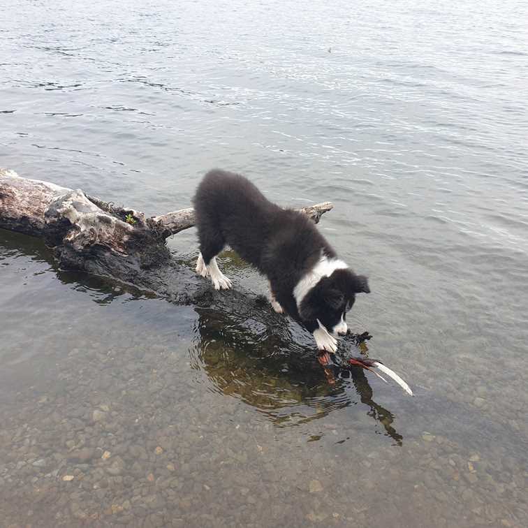 Jasper at the water