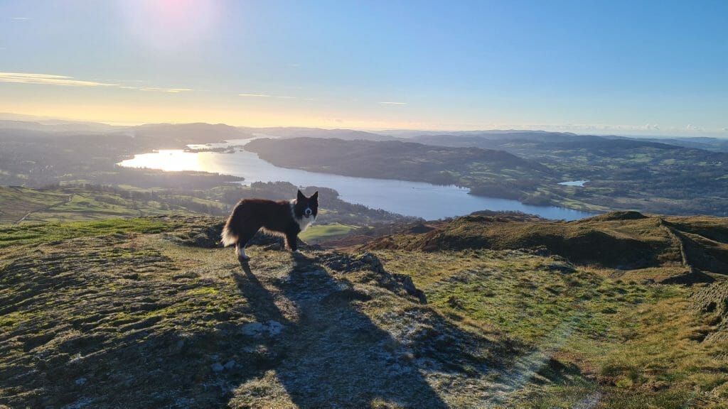 Dog at top of Wansfell Pike looking over Windermere