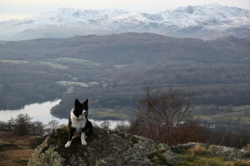 Jasper on Wansfell