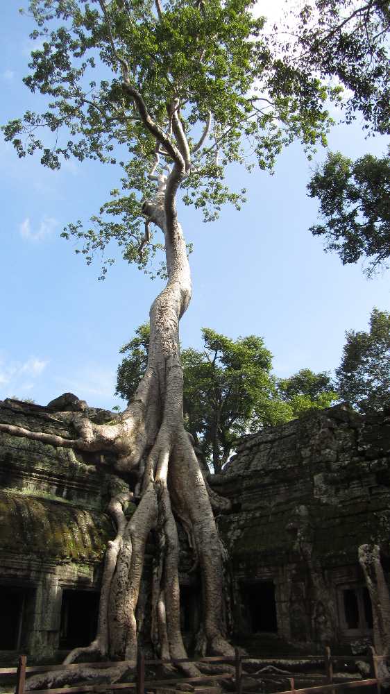 Tree growing over temple