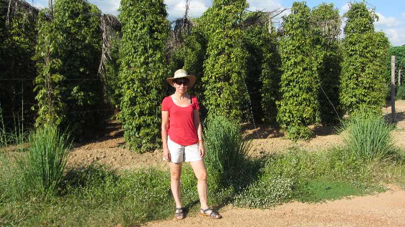 Jane standing in front of pepper plants on Cycling in Cambodia trip