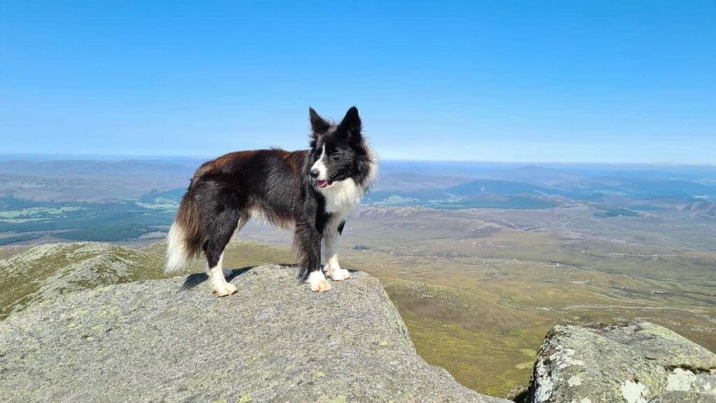 Jasper posing on top of Lochnagar