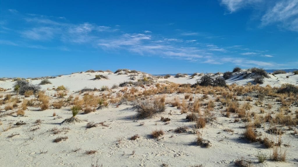 Vegetation on the white dunes