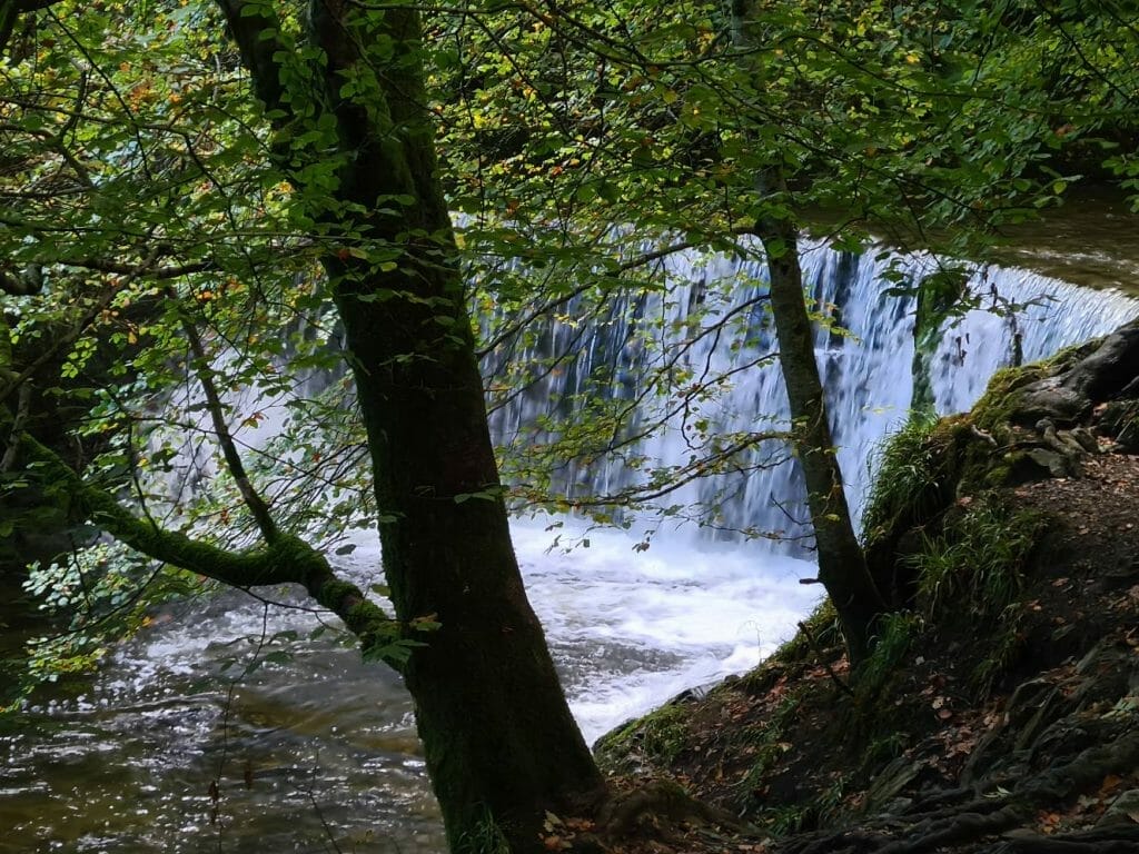 Waterfall in woodland setting