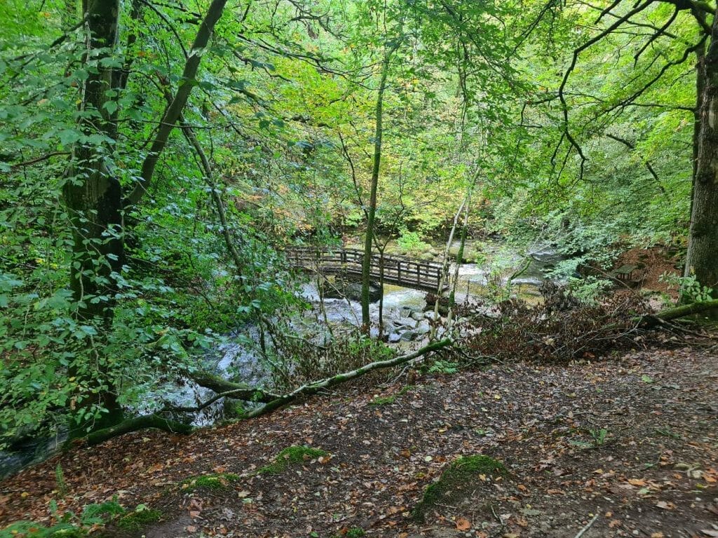 Bridge over water in woodland setting