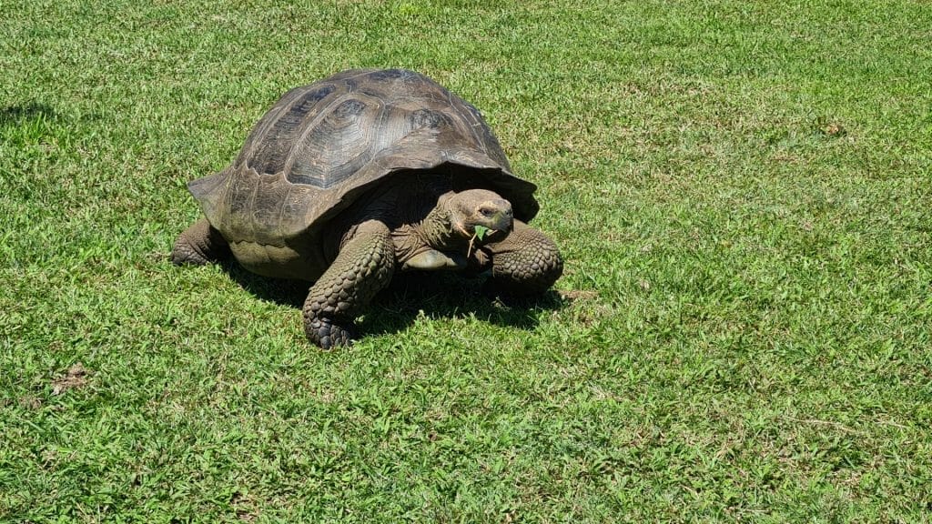 Giant Tortoise on trip to the Galapagos Islands