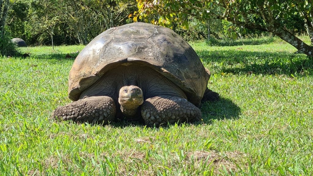 Giant tortoise on our trip to the Galapagos Islands