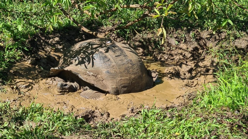 Tortoise taking a mud bath 