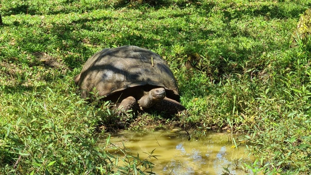 Tortoise by muddy pool