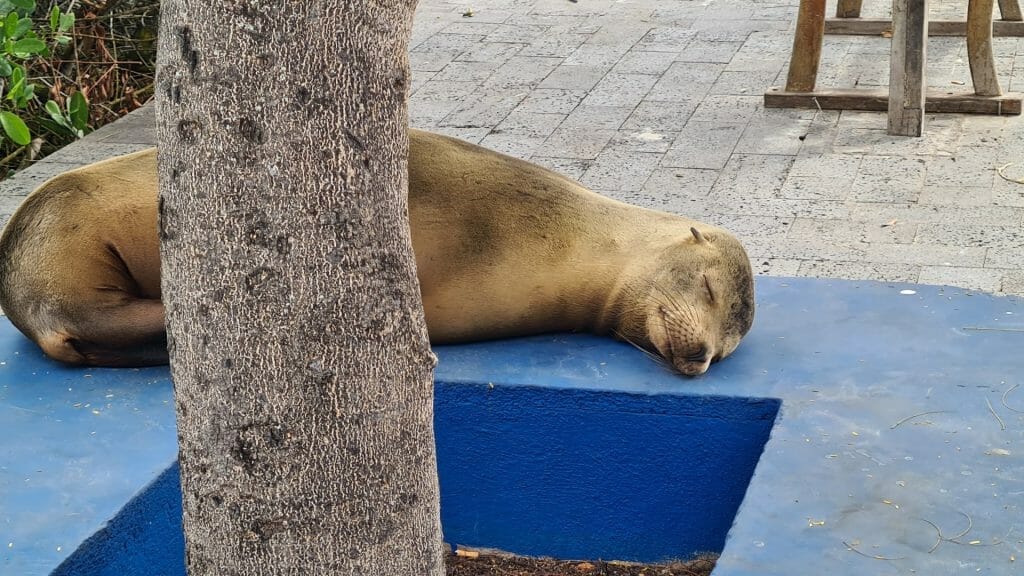 Sea lion chilling on main street