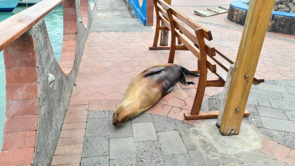 Sea lion on pavement
