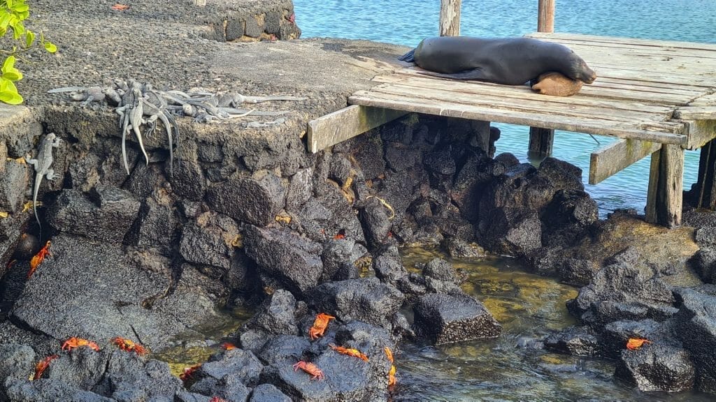 Sea lion, crabs and iguanas on rocks and jetty