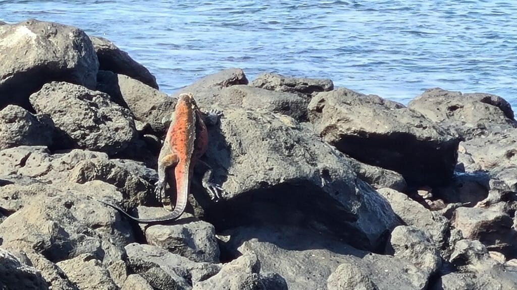Red coloured iguana on rock