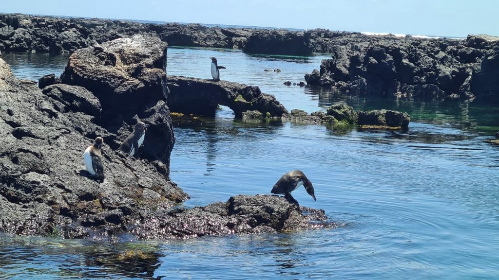 Galapagos penguins on rocks