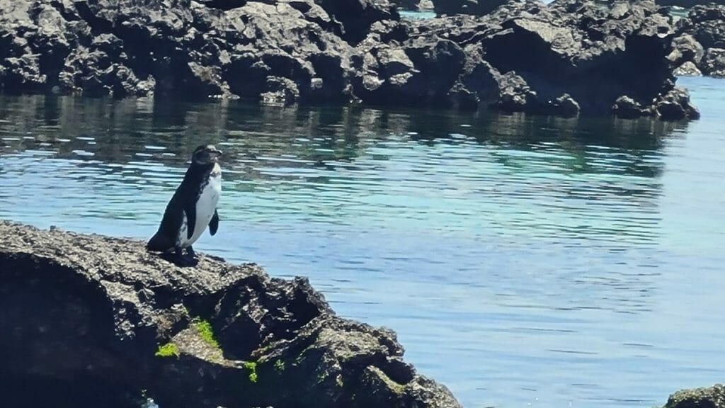 One penguin standing on rock