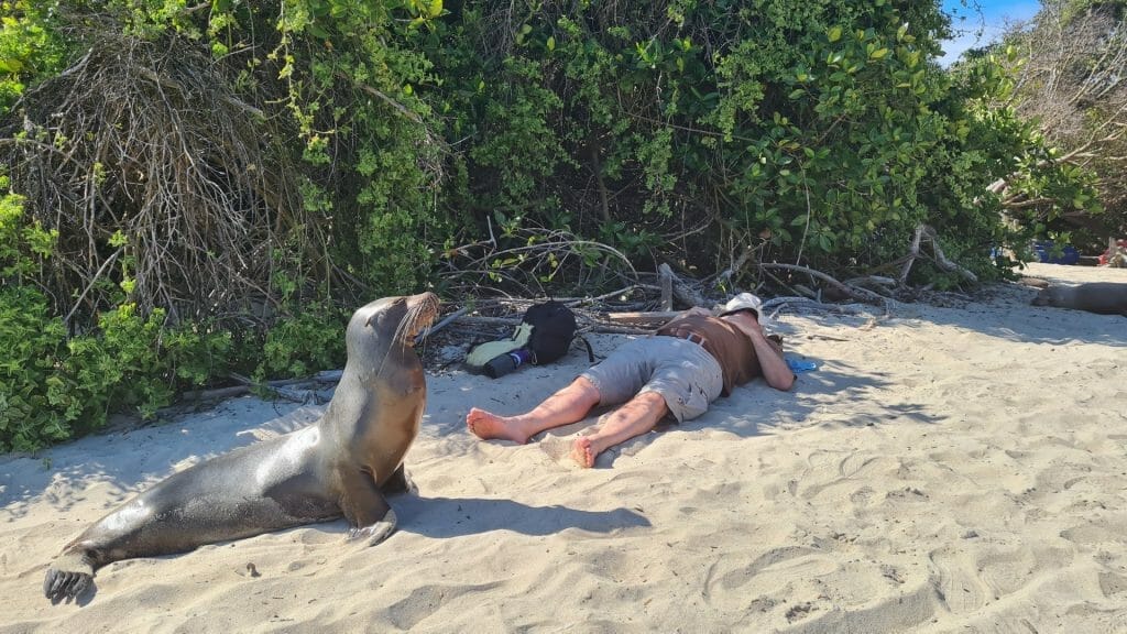 Sea lion approaching man sleeping on beach
