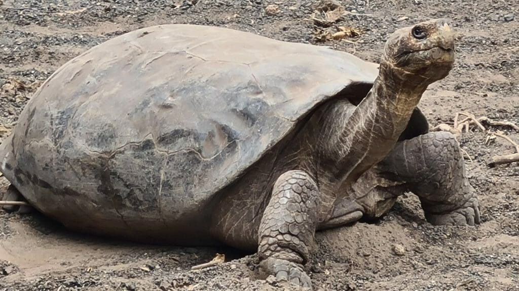 Flat backed tortoise from our trip to the Galapagos Islands