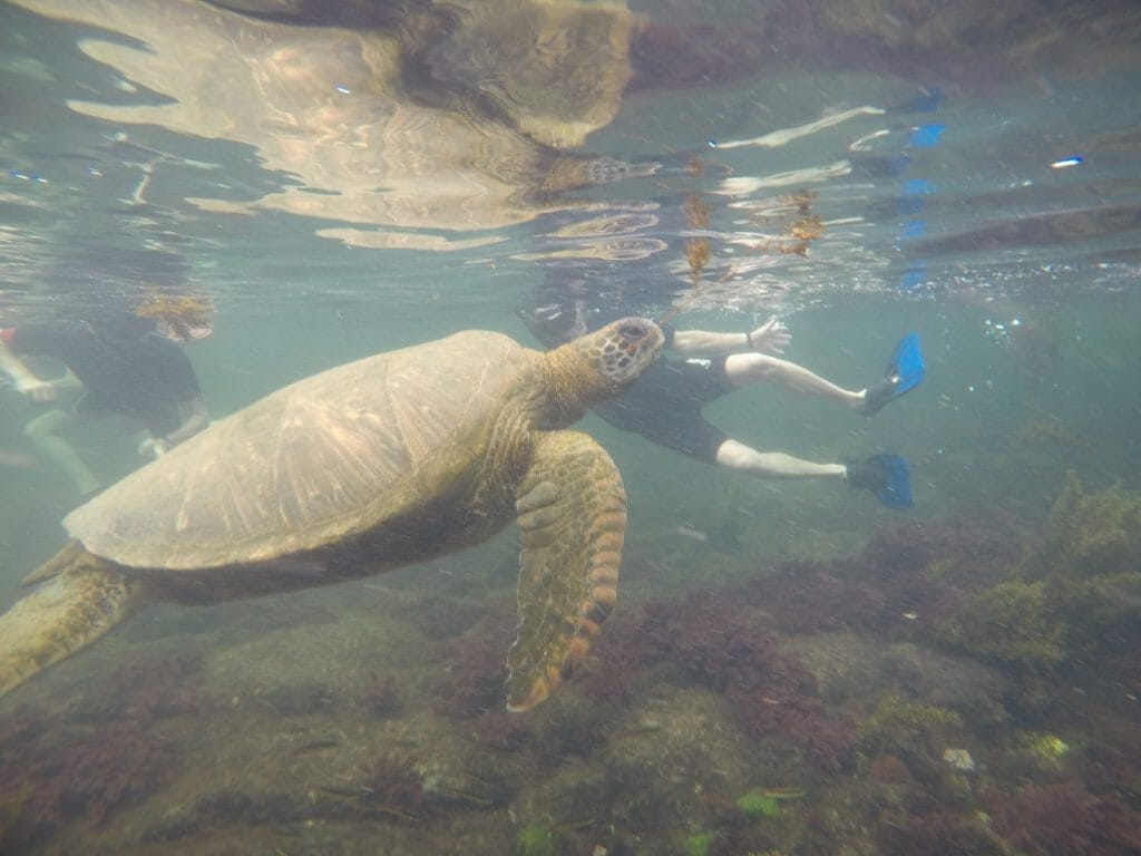 Turtle swimming with swimmer in background