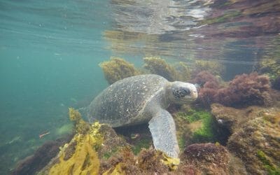 A trip to the Galapagos Islands