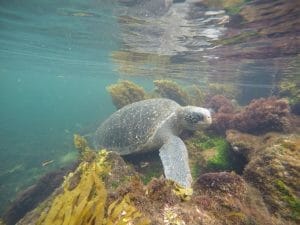 Turtle under water on trip to Galapagos