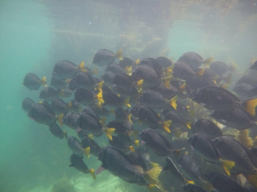 Shoal of colourful fish underwater