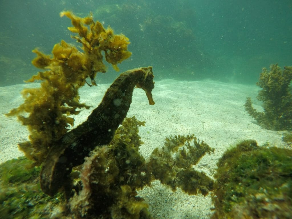 Seahorse under water