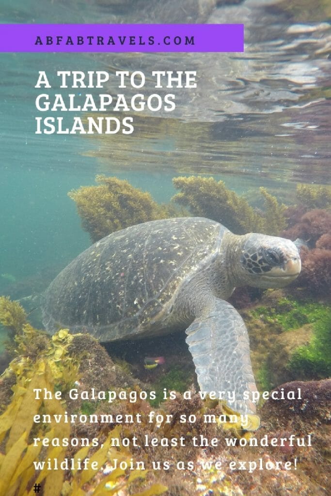 Pin for trip to Galapagos Islands featuring swimming turtle