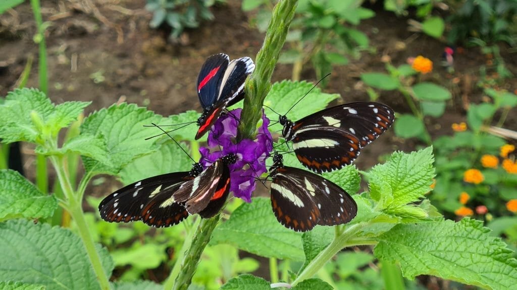 Beautiful coloured butterflies seen on one day in Mindo