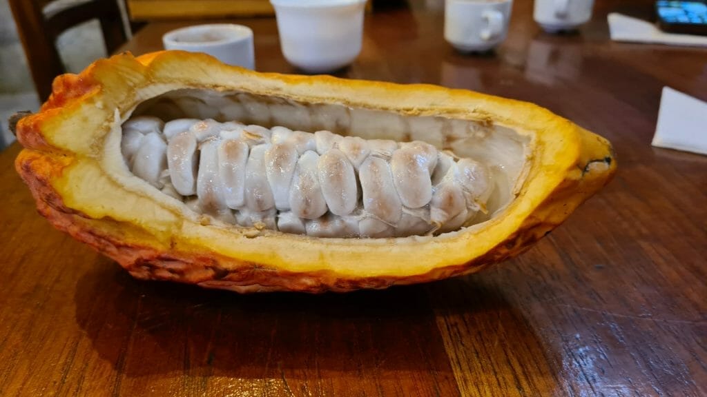 Cocoa beans coated in slime inside an open pod