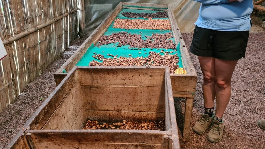 Trays of cocoa beans drying