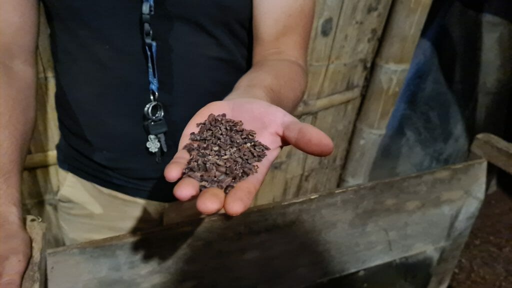 Chocolate nibs held in palm of hand at Yumbos in Mindo