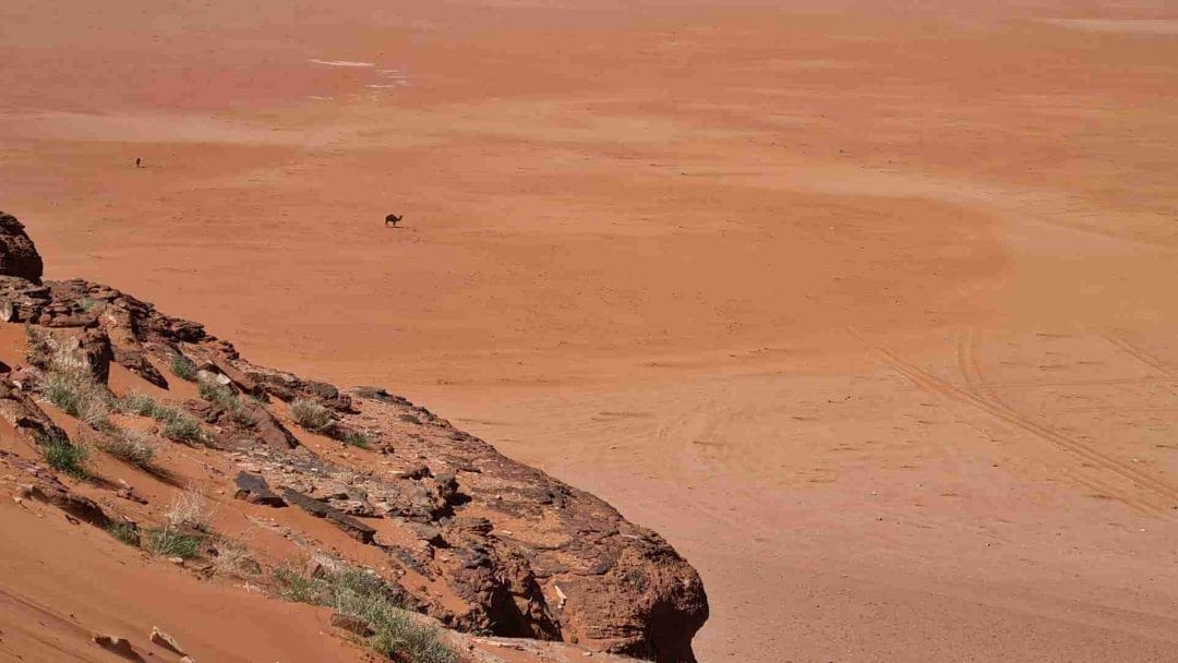 Camel in distance in desert