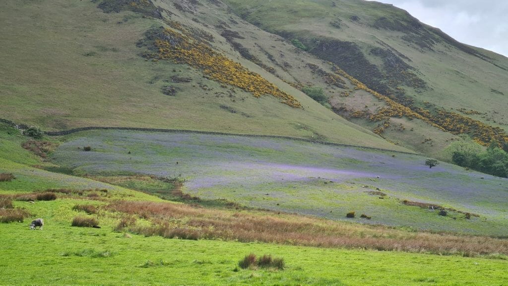 Bluebells with fell behind