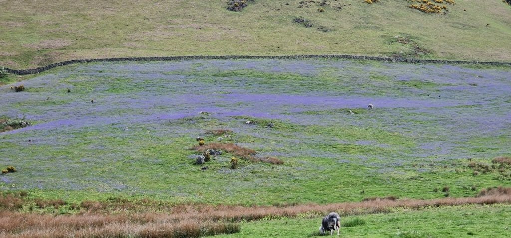 Rannerdale Bluebells in field with sheep