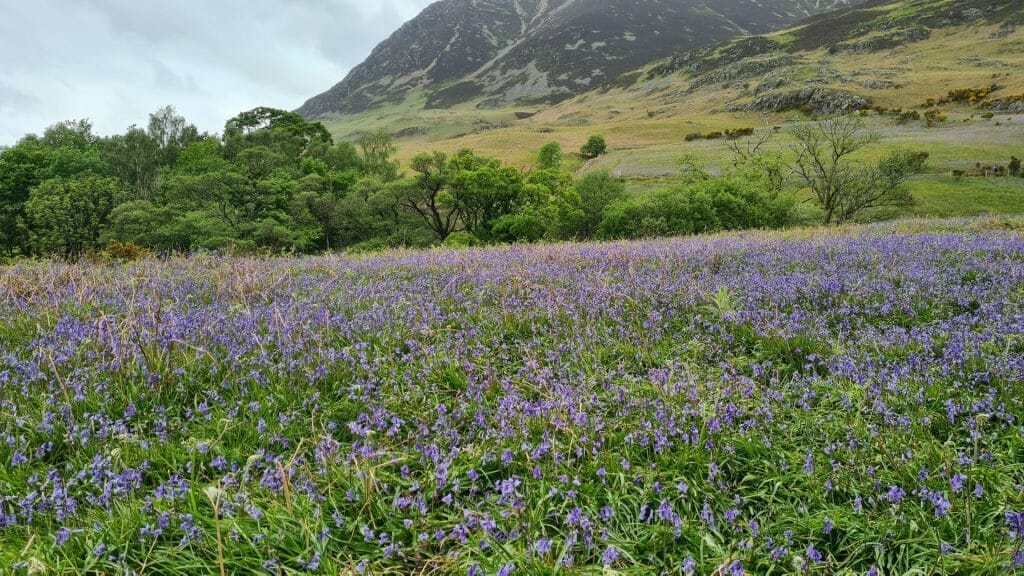 Bluebells with mountain in background
