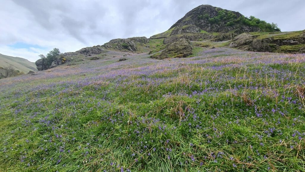 Rannerdale bluebells with hill in background