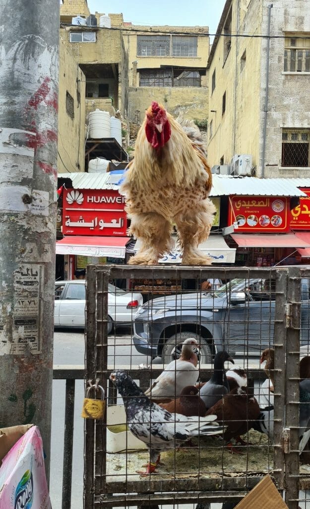 Cockerel standing free on cages in Amman street