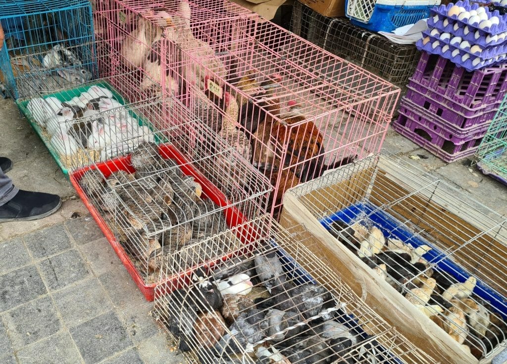 Rabbits and other live animals in cages in market