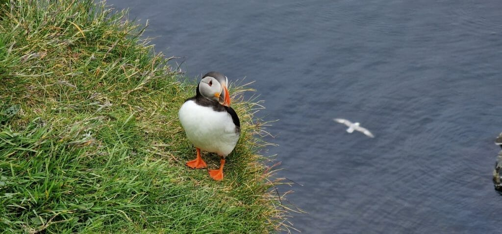 Puffin on cliff in Shetland