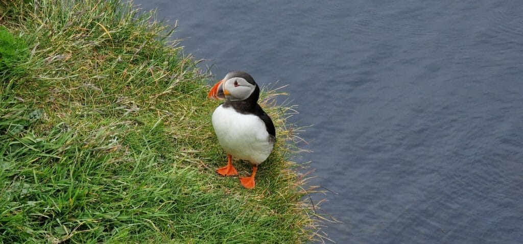 Puffin on cliff for what is it like in Shetland