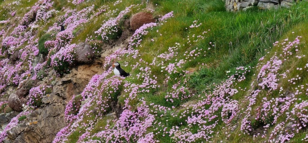 Pink flowers and puffin on Sumburgh cliffs in Shetland