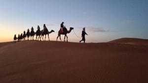 Camels silhouetted in fading light on Sahara camel trek